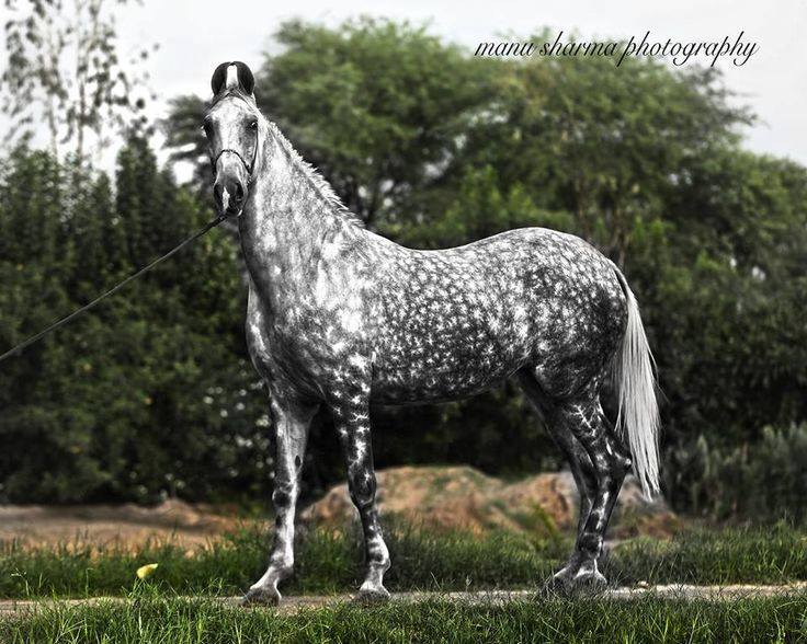 marwari horse breed